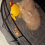 Nyna participe au concours pour gagner de l'argent avec cette photo : kitten, cat, sleeping, basket, plush_toy, yellow, cork, cozy, pet, furry, gray, soft, animal, indoor, cute, resting, small, feline, home, toy