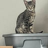 Milo joined the competition — help win amazing prizes! cat, tabby, indoor, storage_bin, gray, feline, pet, animal, curious, sitting, container, box, wall, domestic, cute, ears, whiskers, fur, looking, still