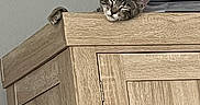 Milo joined the competition — help win amazing prizes! cat, tabby, sleepy, paw, wooden_cabinet, furniture, indoor, pet, animal, resting, perched, cozy, quiet, home, cute, fur, ears, face, peek, relaxed