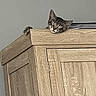 cat, tabby, sleepy, paw, wooden_cabinet, furniture, indoor, pet, animal, resting, perched, cozy, quiet, home, cute, fur, ears, face, peek, relaxed