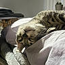 Milo is registered to the contest to win money with this photo: cat, tabby, sleeping, upside_down, pillow, blanket, indoor, cozy, whiskers, fur, relaxation, soft_light, bedroom, home, domestic_animal, pet, close_up, resting, feline, comfortable