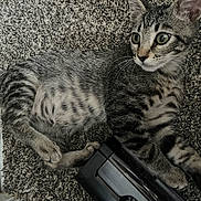 Milo joined the competition — help win amazing prizes! kitten, cat, tabby, pet, animal, carpet, indoor, feline, young, fur, whiskers, paw, ears, alert, curious, resting, household, black_object, striped, closeup