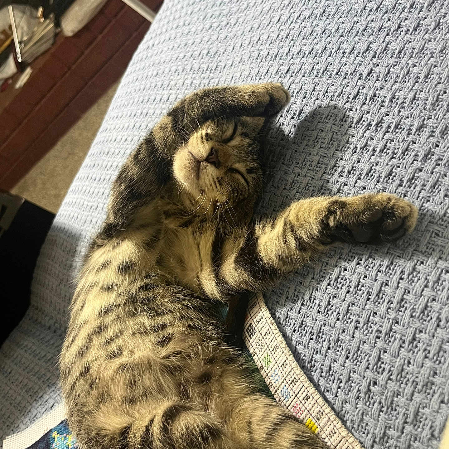 Milo is registered to the contest to win money with this photo: cat, tabby, stretching, relaxation, sunlight, blanket, indoor, feline, pet, sleepy, cozy, fur, whiskers, paw, striped, comfort, resting, cute, animal, home