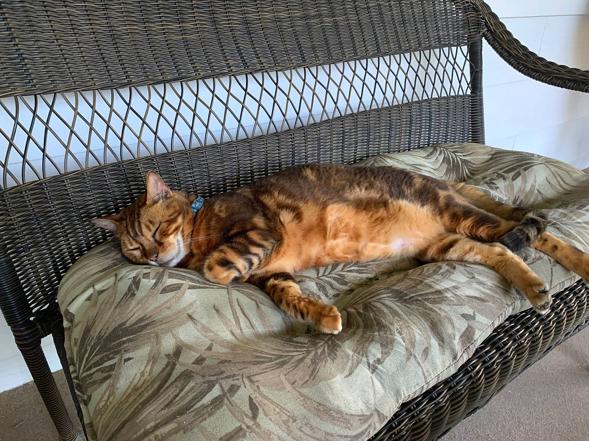 Niko joined the competition — help win amazing prizes! animal_shelter, carnivore, cat, comfort, couch, domestic_short_haired_cat, fawn, felidae, fur, mammal, mesh, nap, room, small_to_medium_sized_cats, sporting_group, tail, terrestrial_animal, vertebrate, watch, whiskers