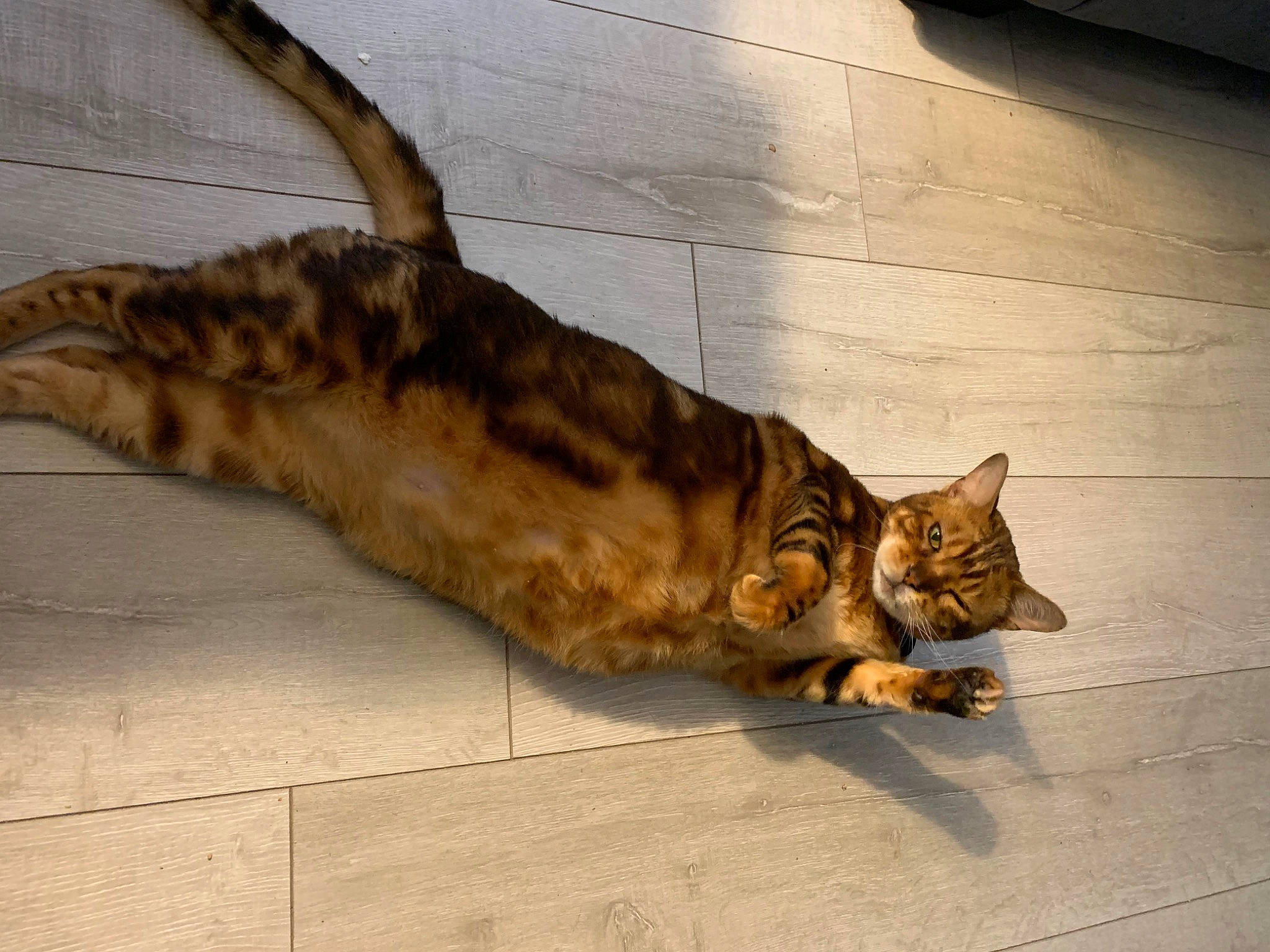Niko is registered to the contest to win money with this photo: carnivore, cat, claw, domestic_short_haired_cat, fawn, felidae, flooring, fur, hardwood, paw, road_surface, shadow, sitting, small_to_medium_sized_cats, snout, tail, terrestrial_animal, whiskers, wildlife, wood