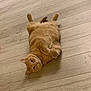 Seeka is registered to the contest to win money with this photo: cat, orange_tabby, pet, animal, floor, wooden_floor, indoor, cute, relaxed, lying_down, belly_up, fur, whiskers, paws, ears, looking, domestic_cat, feline, mammal, playful