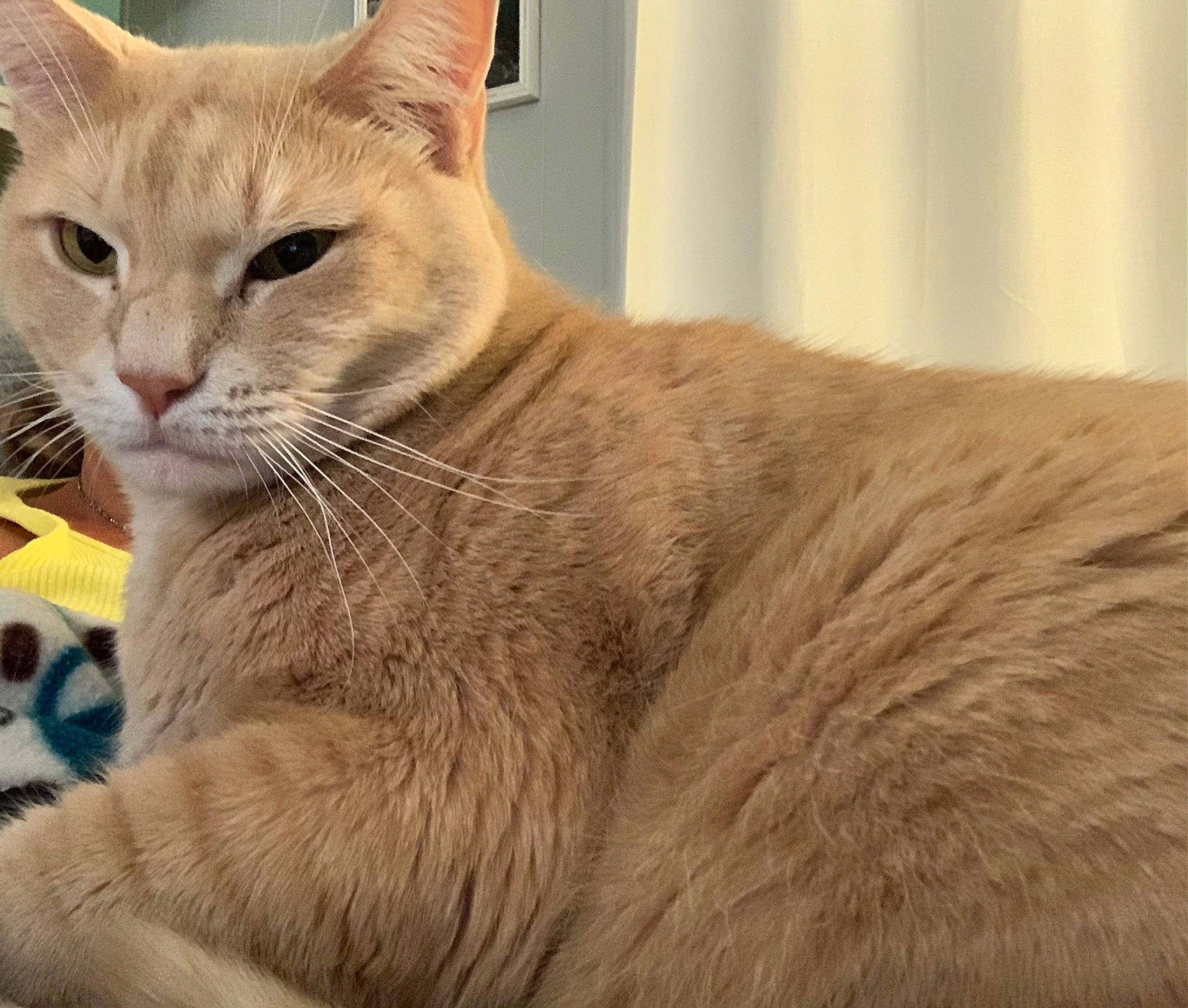 Seeka is registered to the contest to win money with this photo: balance, carnivore, cat, cat_supply, comfort, domestic_short_haired_cat, eye, fawn, felidae, fur, small_to_medium_sized_cats, snout, tail, terrestrial_animal, whiskers