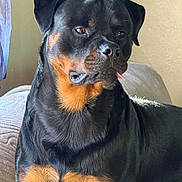 Vlad participe au concours pour gagner de l'argent avec cette photo : animal, black, canine, companion, couch, cute, dog, domestic, friendly, fur, household, indoor, mammal, pet, portrait, relaxed, resting, rottweiler, tan, tongue