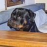 Vlad a rejoint le concours — aidez-le/la à gagner de superbes lots ! animal, black, brick, brown, canine, couch, curtains, dog, face, fur, furniture, house, indoor, looking, mammal, pet, portrait, rottweiler, window, wood
