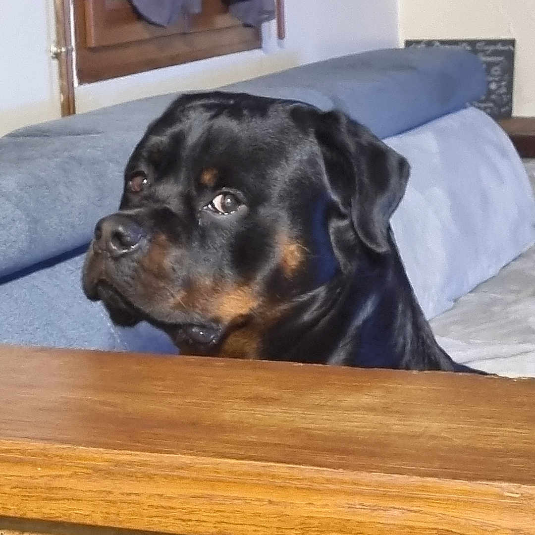 Vlad