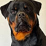 Vlad a rejoint le concours — aidez-le/la à gagner de superbes lots ! animal, background, black, calm, canine, closeup, dog, ears, face, fur, indoor, looking, majestic, pet, portrait, rottweiler, serious, snout, tan, whiskers