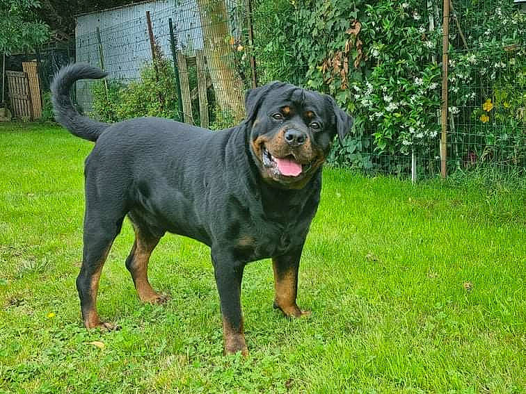 Narko