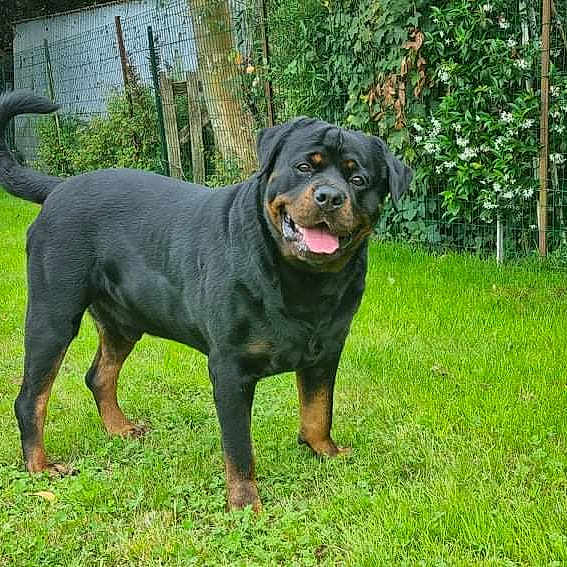 Narko