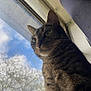 Wesker joined the competition — help win amazing prizes! animal, cat, closeup, clouds, curtain, daylight, ears, feline, fur, indoor, looking, nature, outdoor, pet, portrait, screen, sky, tabby, whiskers, window