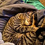 Wesker is registered to the contest to win money with this photo: blanket, cat, close_up, comfort, cozy, curled_up, fabric, feline, fur, indoor, paw, pet, relaxed, resting, sleeping, soft, striped, tabby, tail, warm