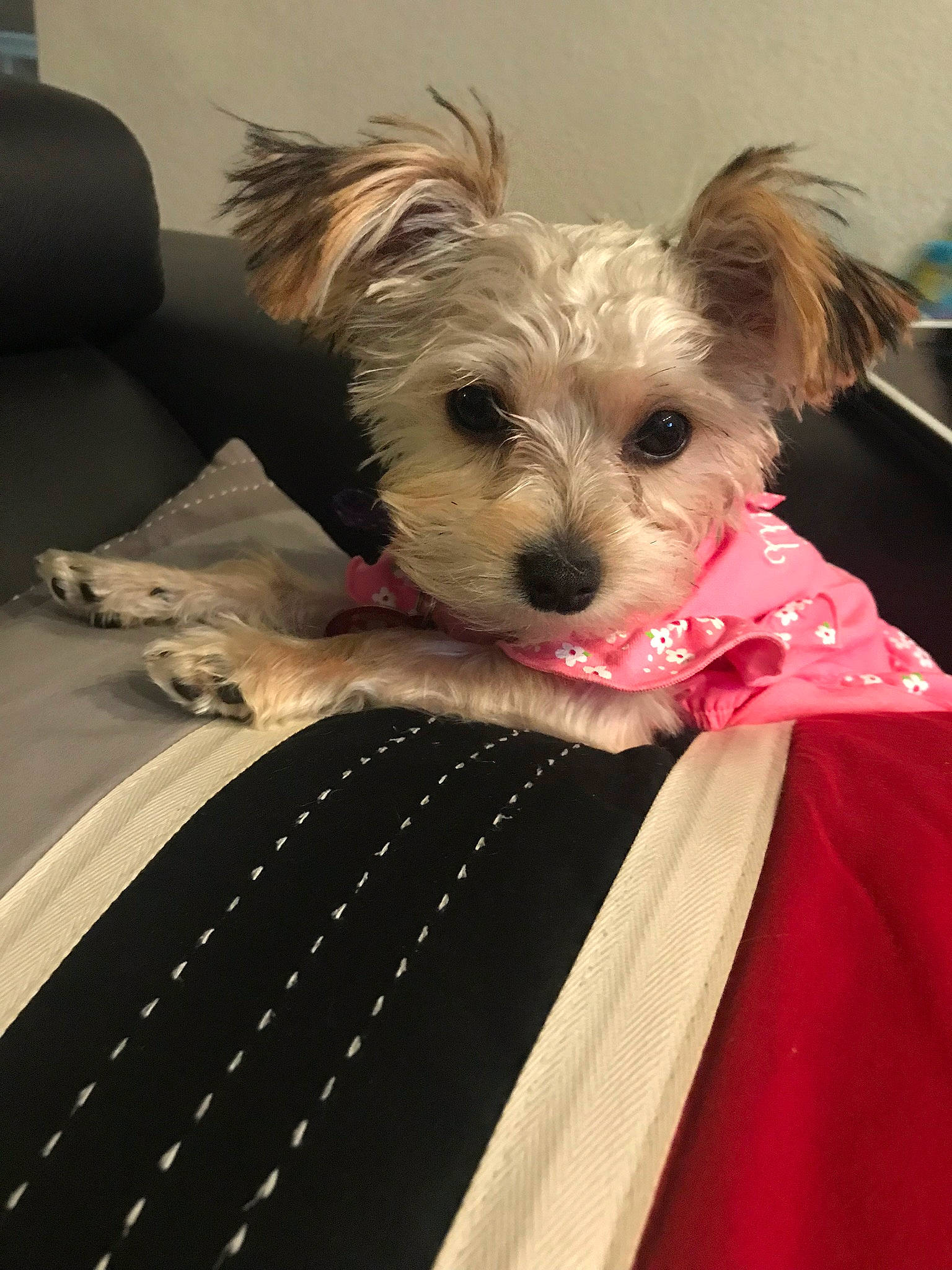 Misty is registered to the contest to win money with this photo: canidae, carnivore, chinese_crested_dog, companion_dog, dog, dog_breed, dog_clothes, maltepoo, mammal, morkie, puppy, rare_breed_dog, schnoodle, small_terrier, snout, terrier, toy_dog, vertebrate, yorkipoo, yorkshire_terrier
