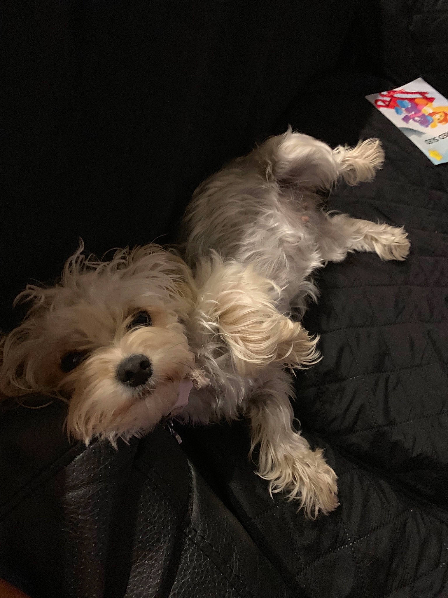 Misty is registered to the contest to win money with this photo: bolonka, canidae, carnivore, companion_dog, dog, dog_breed, kyi_leo, maltepoo, maltese, mammal, miniature_schnauzer, morkie, puppy, schnoodle, snout, sporting_lucas_terrier, terrier, tibetan_terrier, vertebrate, west_highland_white_terrier