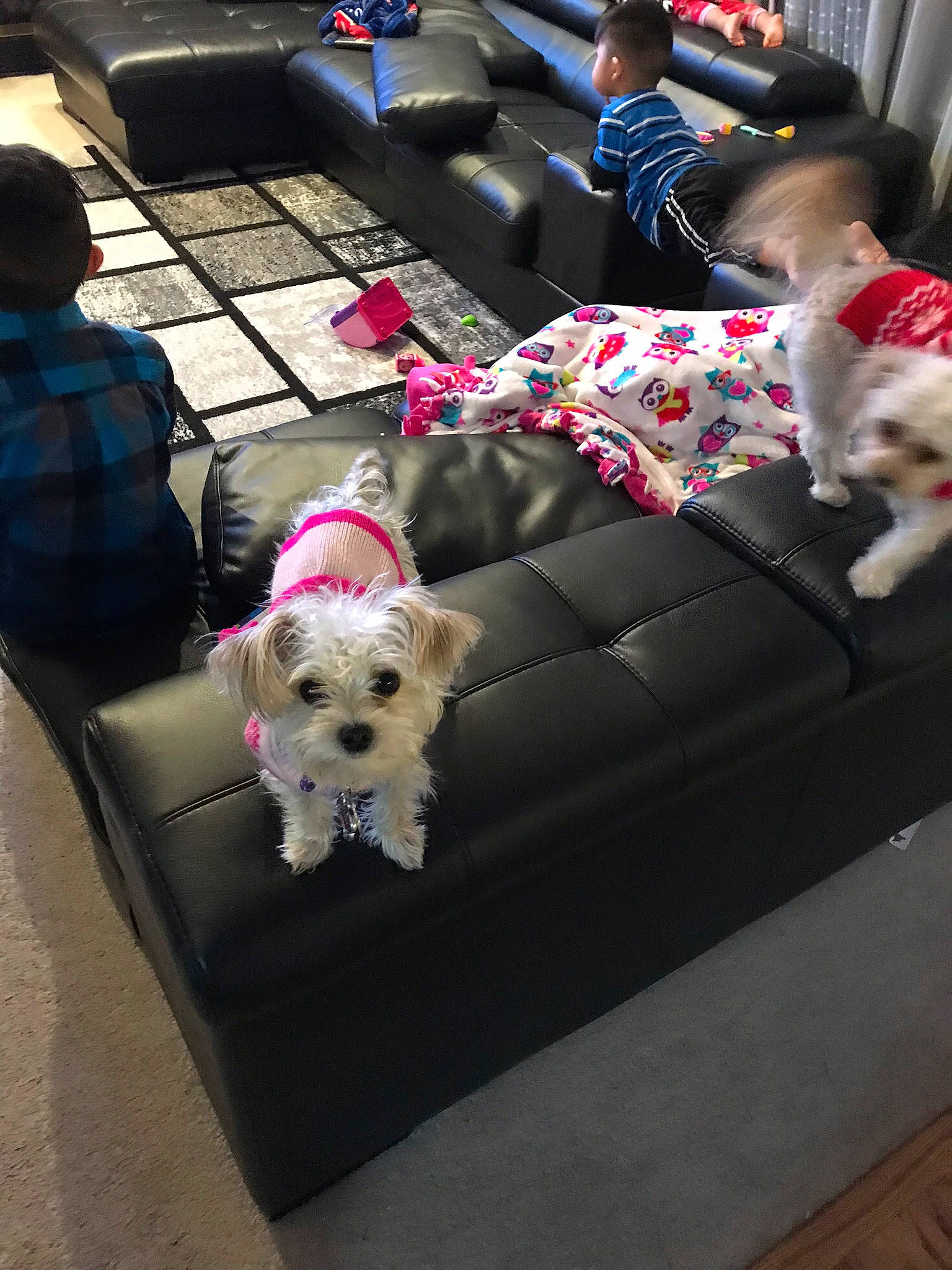 Misty joined the competition — help win amazing prizes! canidae, carnivore, cavachon, companion_dog, dog, dog_breed, dog_clothes, maltese, morkie, non_sporting_group, puppy, puppy_love, schnoodle, sealyham_terrier, sporting_lucas_terrier, toy_dog, west_highland_white_terrier