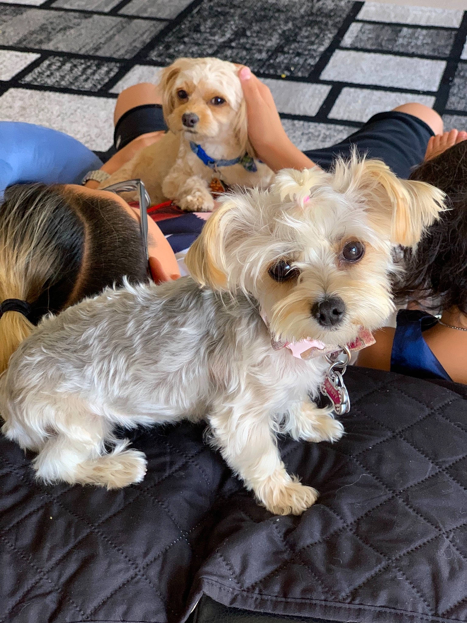 Misty joined the competition — help win amazing prizes! biewer_terrier, canidae, carnivore, cavachon, companion_dog, dandie_dinmont_terrier, dog, dog_breed, maltepoo, mammal, morkie, puppy, schnoodle, small_terrier, snout, sporting_lucas_terrier, terrier, vertebrate, yorkipoo, yorkshire_terrier