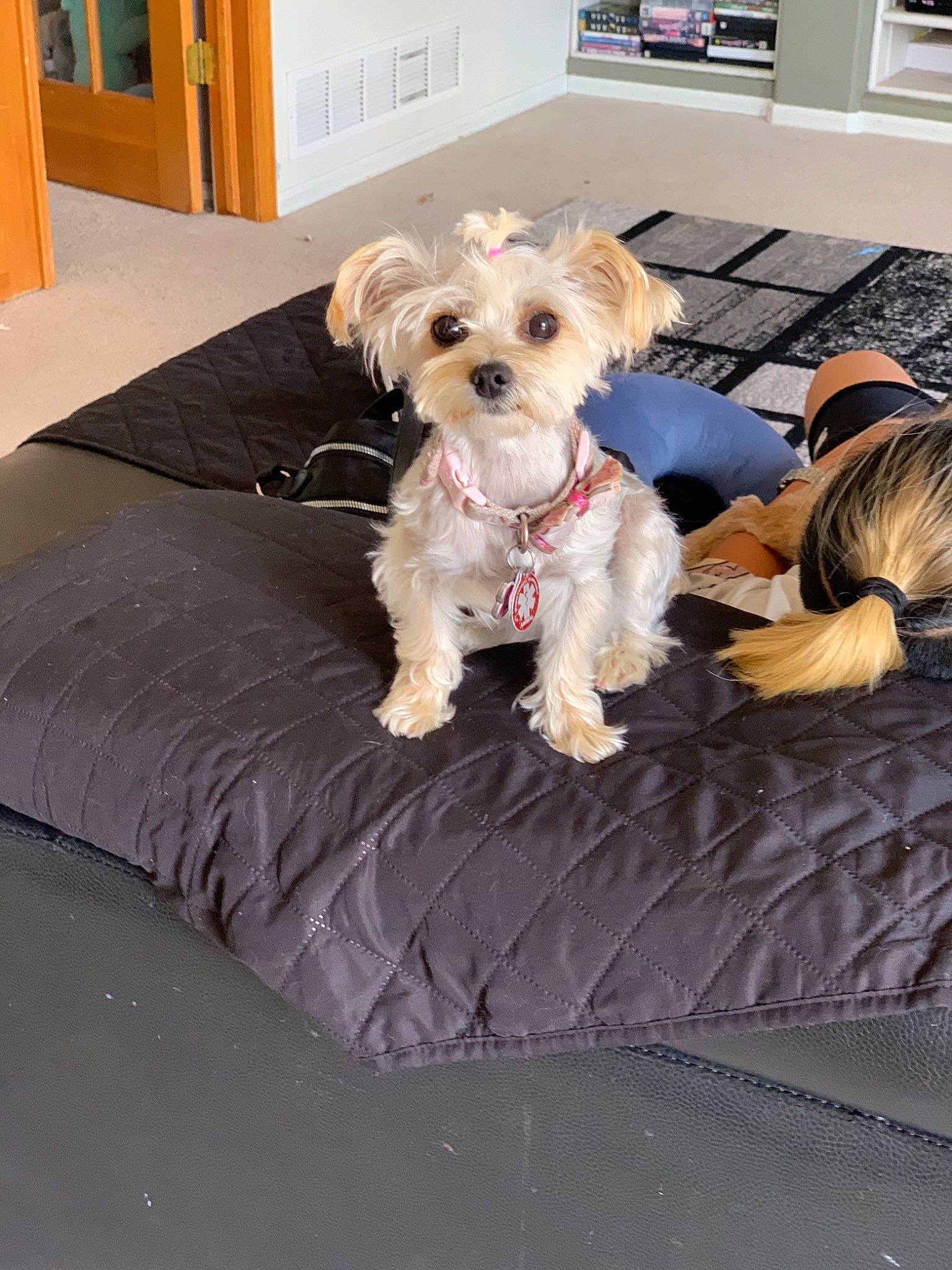 Misty is registered to the contest to win money with this photo: canidae, carnivore, cavachon, companion_dog, dog, dog_breed, maltepoo, maltese, mammal, morkie, puppy, rare_breed_dog, schnoodle, small_terrier, snout, sporting_lucas_terrier, terrier, toy_dog, vertebrate, yorkshire_terrier