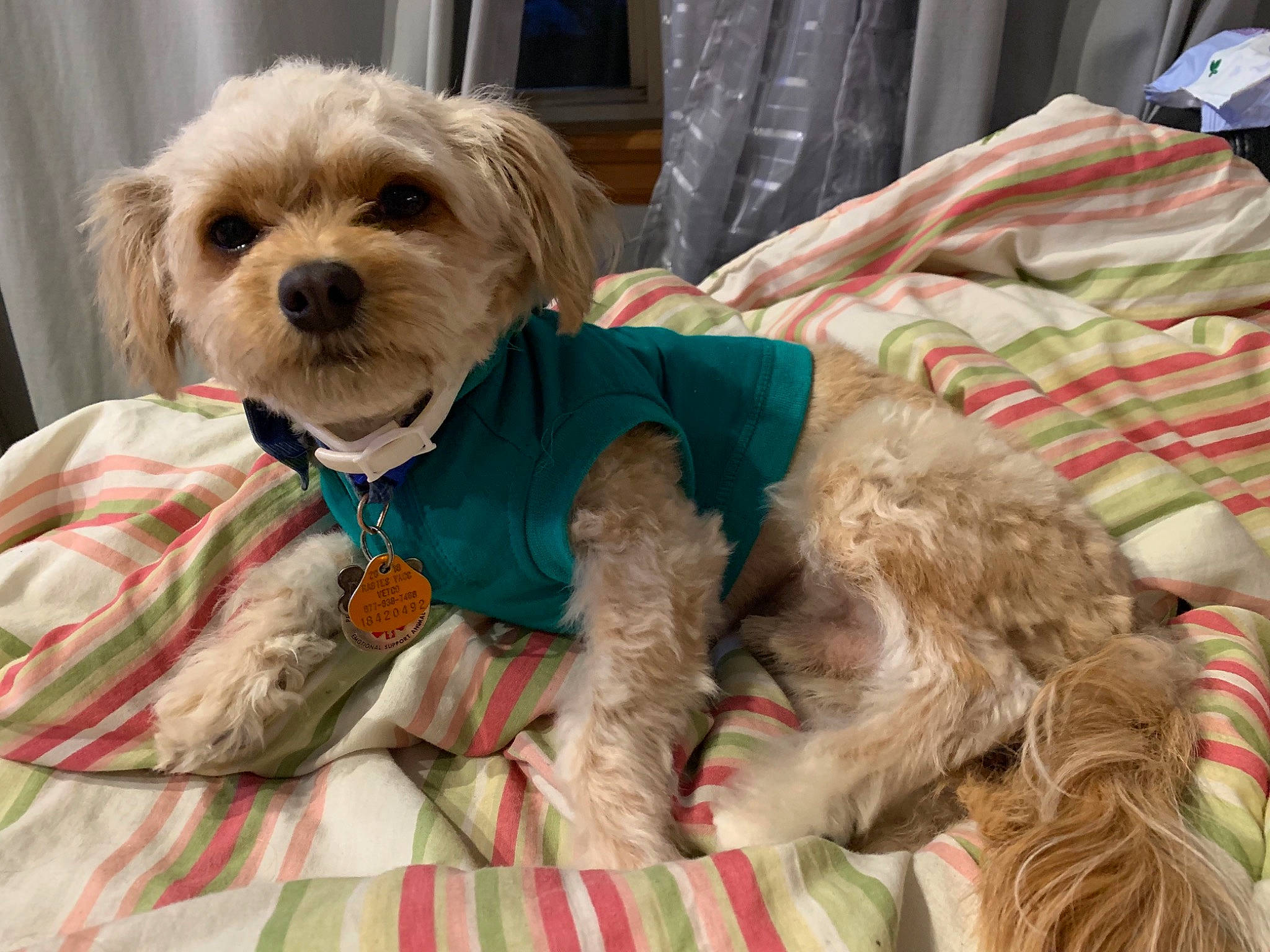 Buddie joined the competition — help win amazing prizes! canidae, carnivore, cavachon, cavapoo, cockapoo, companion_dog, dog, dog_breed, dog_clothes, lhasa_apso, maltepoo, maltese, mammal, morkie, poodle_crossbreed, puppy, puppy_love, schnoodle, shih_tzu, vertebrate