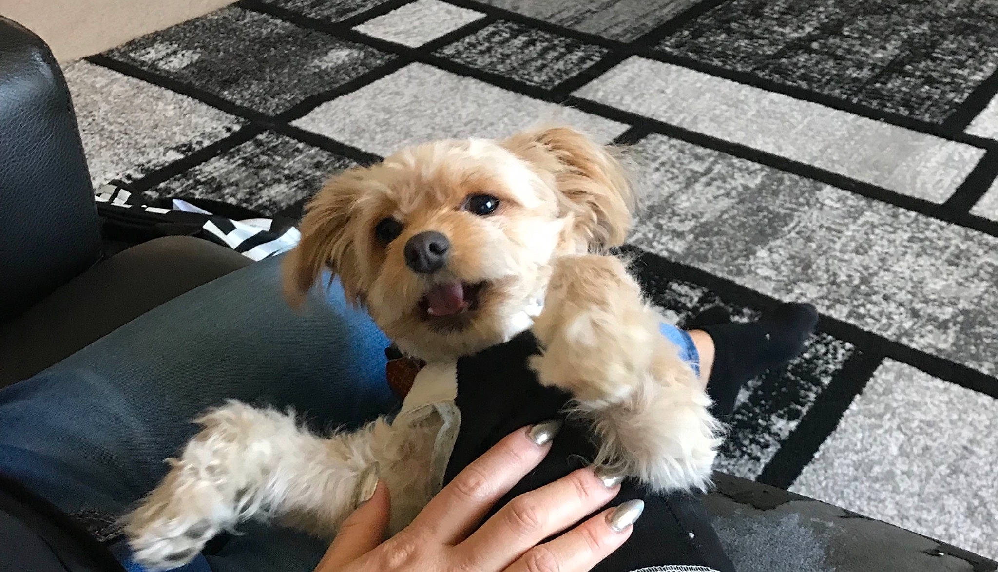 Buddie joined the competition — help win amazing prizes! bolonka, canidae, carnivore, cavachon, cavapoo, companion_dog, dog, dog_breed, havanese, maltepoo, maltese, mammal, morkie, poodle_crossbreed, puppy, schnoodle, snout, vertebrate, yorkipoo, yorkshire_terrier