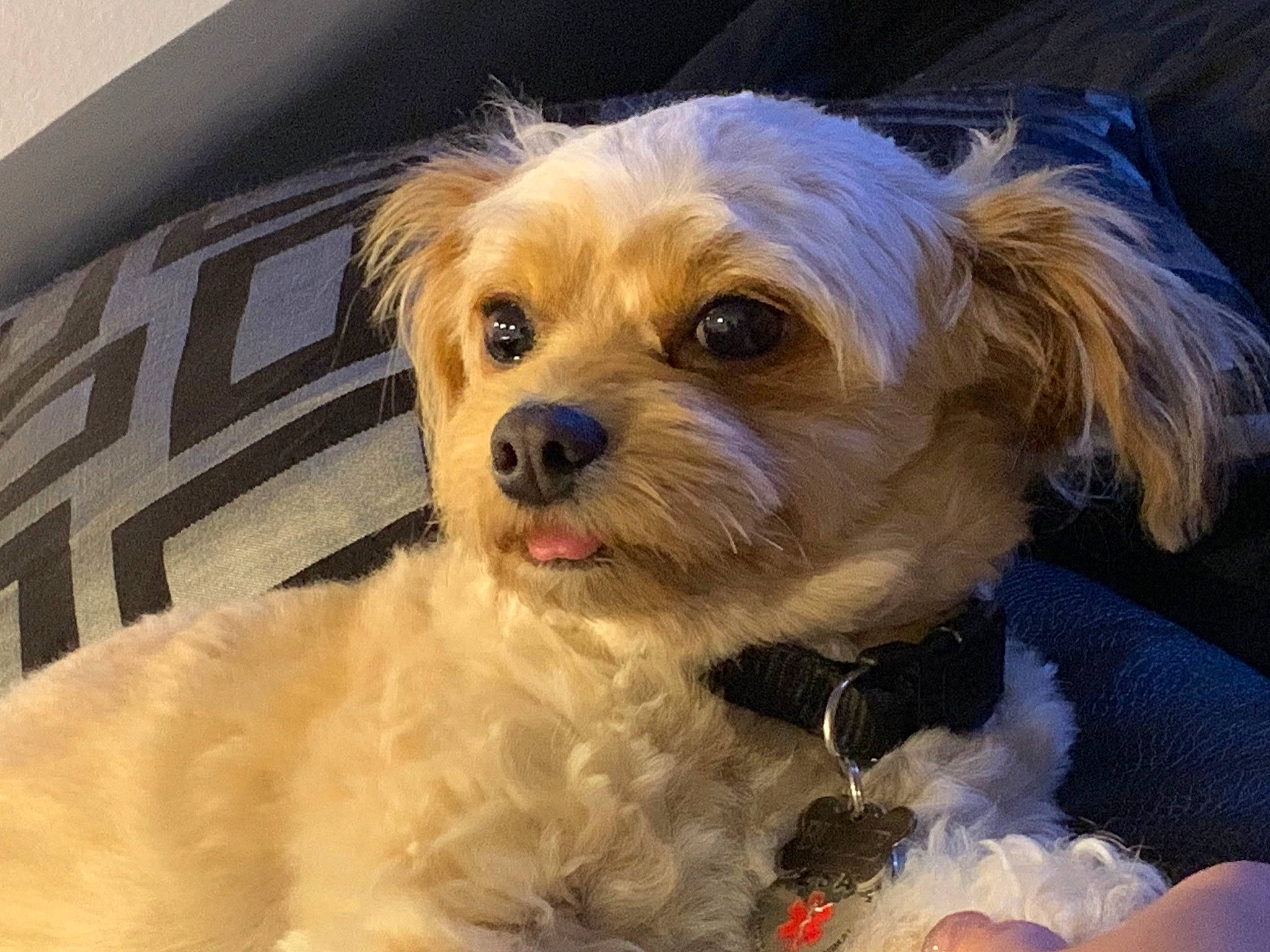 Buddie is registered to the contest to win money with this photo: canidae, carnivore, cavachon, cavapoo, chinese_imperial_dog, companion_dog, dog, dog_breed, lhasa_apso, maltepoo, maltese, mammal, morkie, pekapoo, poodle_crossbreed, puppy, schnoodle, shih_tzu, snout, vertebrate