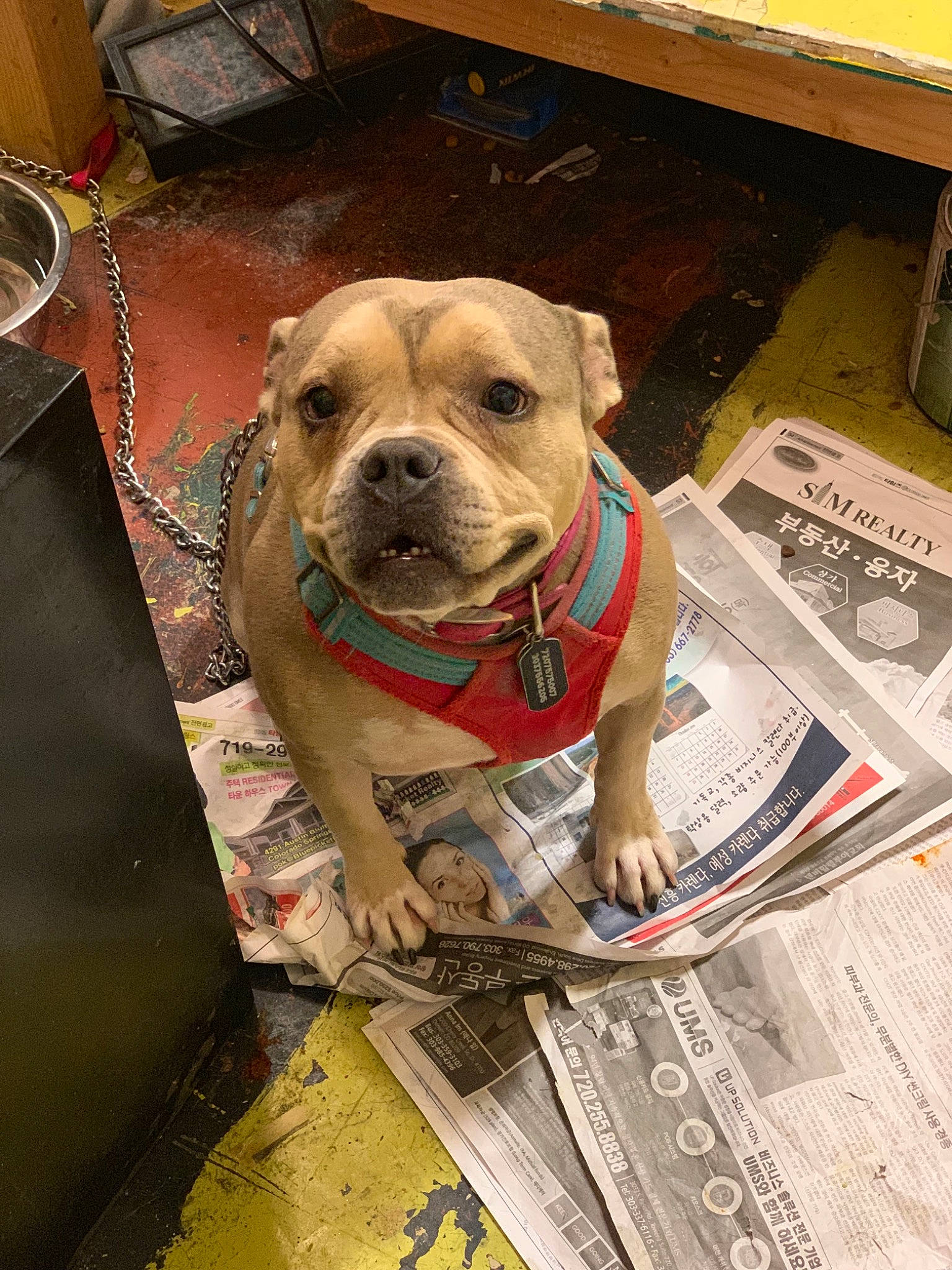 Soju is registered to the contest to win money with this photo: american_pit_bull_terrier, american_staffordshire_terrier, canidae, carnivore, companion_dog, dog, dog_breed, fawn, mammal, non_sporting_group, perro_de_presa_mallorquin, pit_bull, snout, sporting_group, staffordshire_bull_terrier