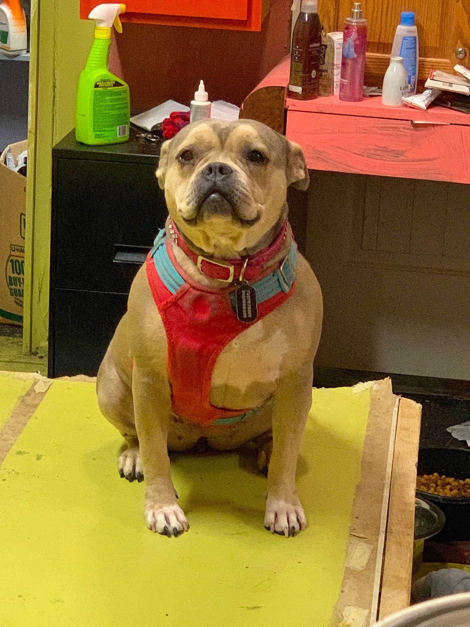 Soju is registered to the contest to win money with this photo: american_bulldog, american_pit_bull_terrier, ancient_dog_breeds, bulldog, canidae, carnivore, companion_dog, dog, dog_breed, dog_clothes, fawn, non_sporting_group, old_english_bulldog, olde_english_bulldogge, pit_bull, snout, sporting_group, staffordshire_bull_terrier