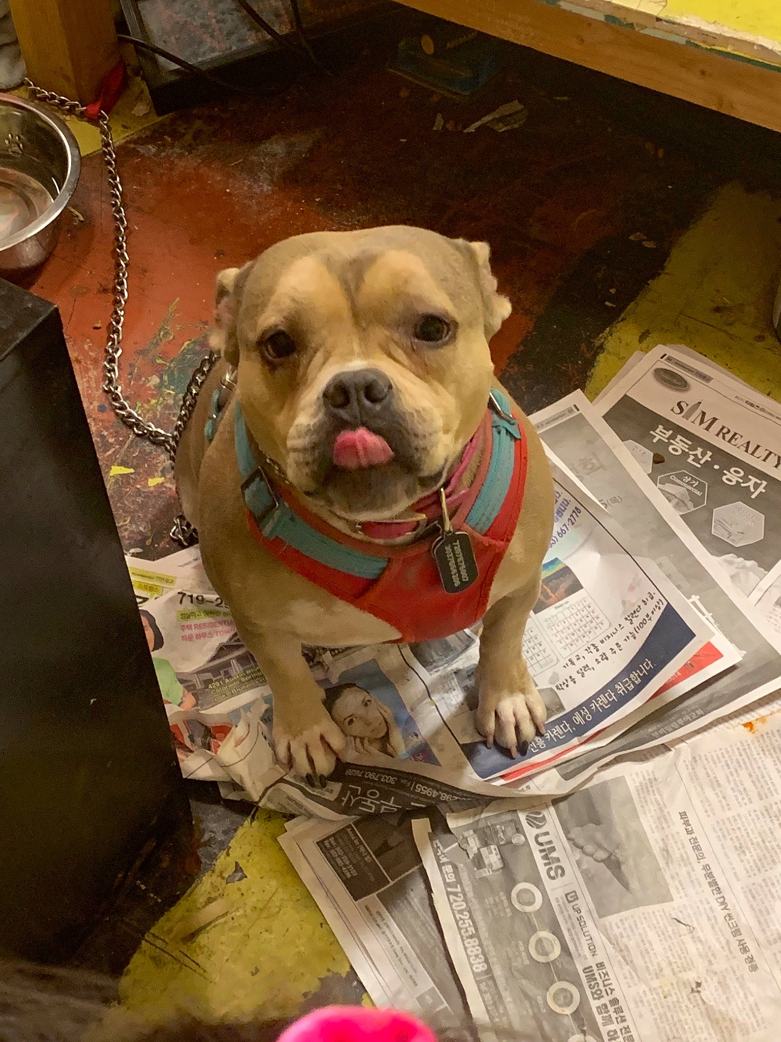 Soju joined the competition — help win amazing prizes! american_bulldog, american_pit_bull_terrier, bulldog, canidae, carnivore, companion_dog, dog, dog_breed, fawn, mammal, non_sporting_group, olde_english_bulldogge, pit_bull, puppy, snout