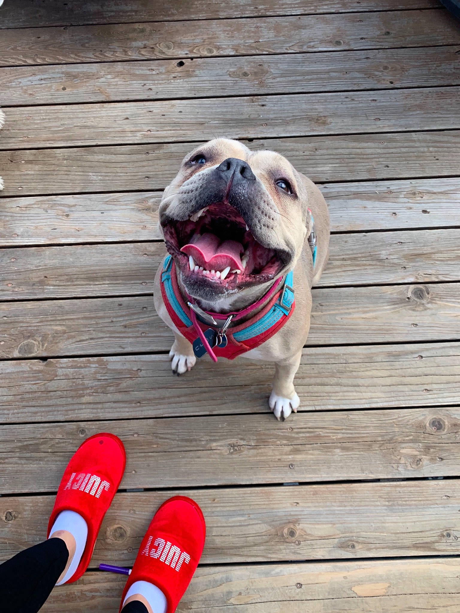 Soju is registered to the contest to win money with this photo: canidae, carnivore, companion_dog, dog, dog_breed, dog_collar, dog_toy, fawn, floor, footwear, french_bulldog, leash, non_sporting_group, pug, puppy, shoe, snout, toy_dog, wood