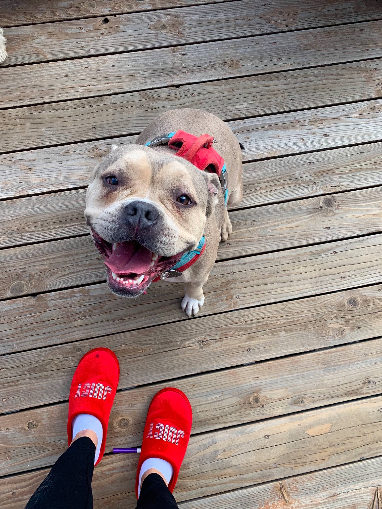 Soju is registered to the contest to win money with this photo: american_bulldog, american_staffordshire_terrier, bulldog, canidae, carnivore, companion_dog, dog, dog_breed, dog_toy, fawn, leash, mammal, non_sporting_group, nose, old_english_bulldog, pit_bull, puppy, puppy_love, snout, sporting_group