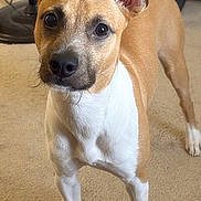 Mia is registered to the contest to win money with this photo: dog, pet, indoor, carpet, brown, white, ears, alert, standing, floor, animal, canine, looking, portrait, closeup, domestic, companion, cute, fur, household
