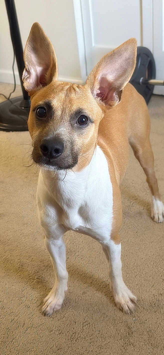 Mia is registered to the contest to win money with this photo: dog, pet, indoor, carpet, brown, white, ears, alert, standing, floor, animal, canine, looking, portrait, closeup, domestic, companion, cute, fur, household