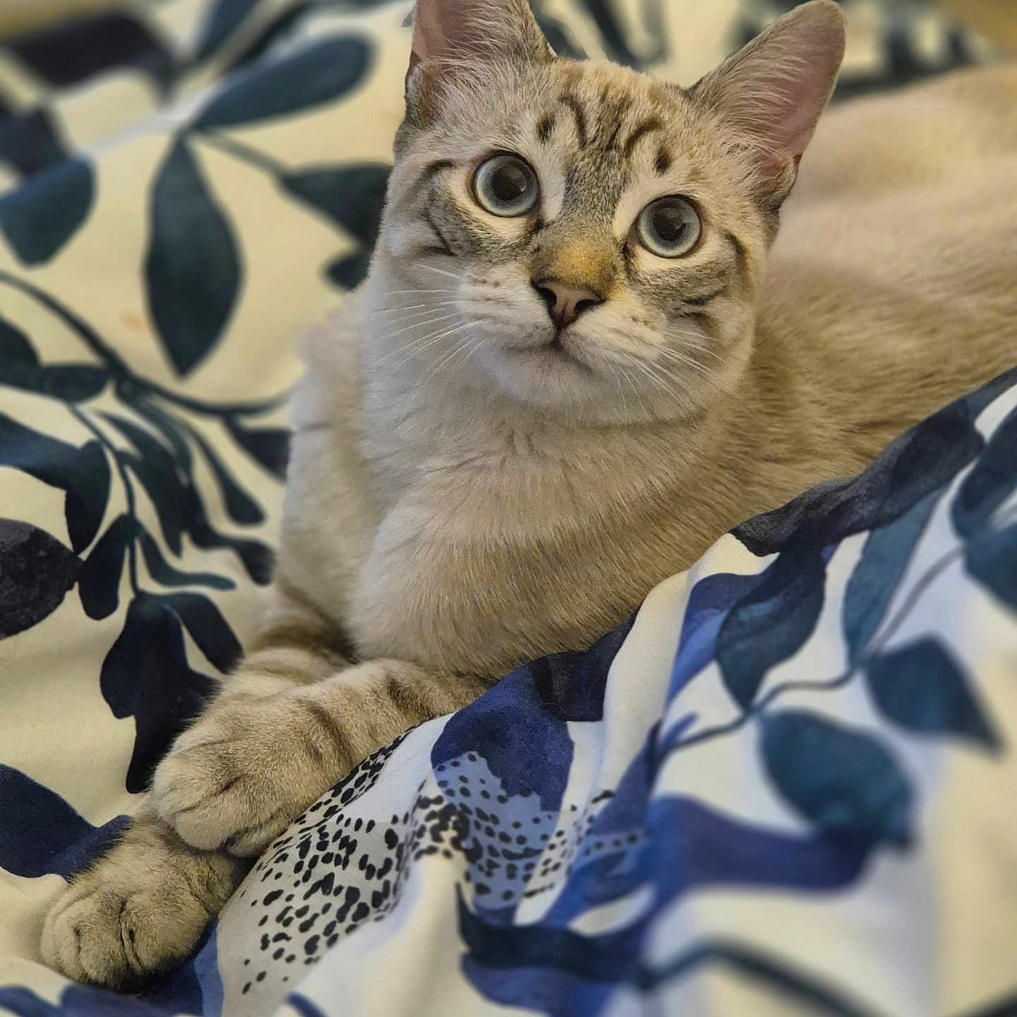 Aiko participe au concours pour gagner de l'argent avec cette photo : animal, bed, blanket, blue, cat, cozy, curious, cute, ears, eyes, feline, fur, indoor, lying_down, pattern, paws, pet, relaxed, whiskers, white
