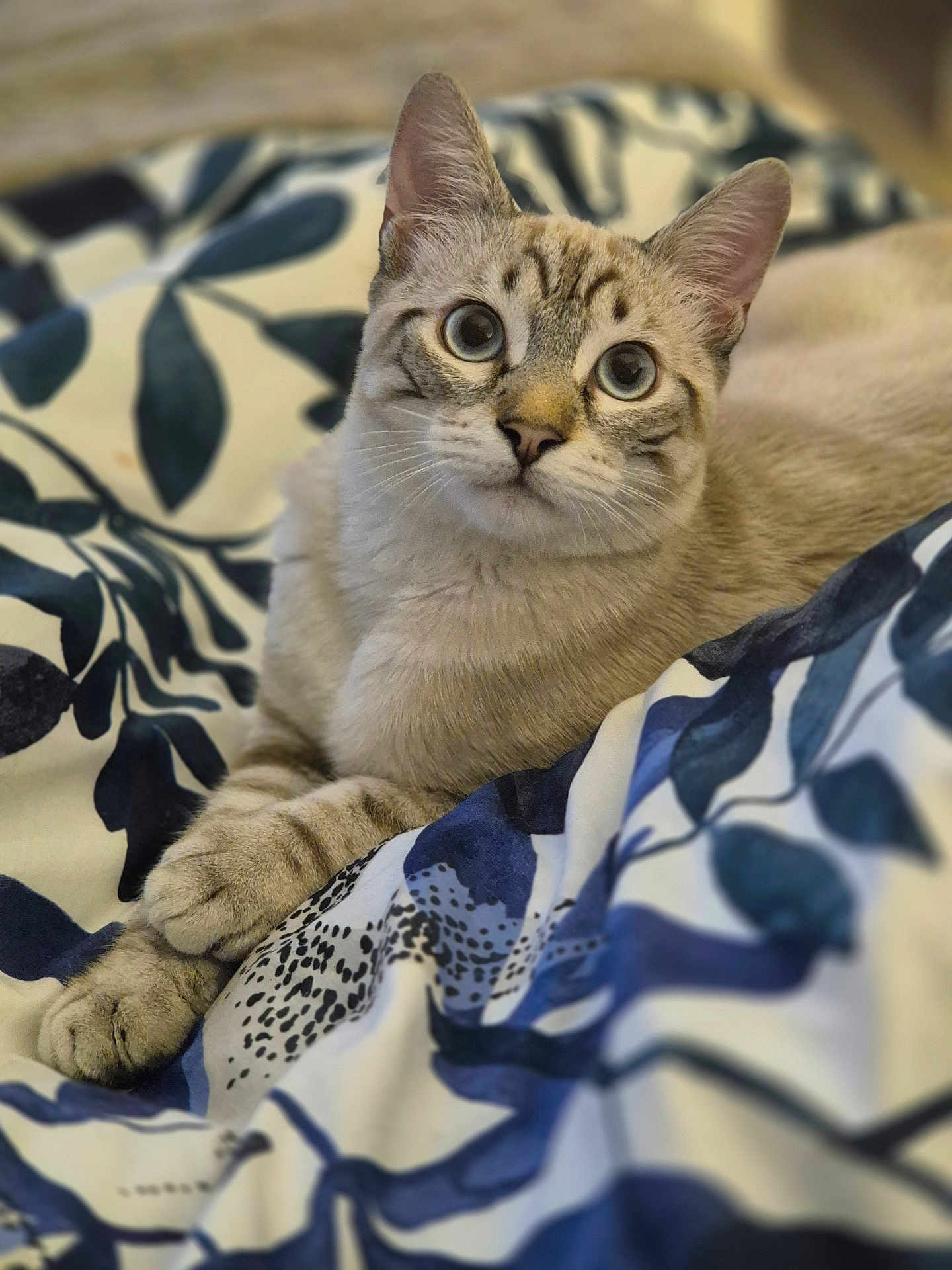 Aiko participe au concours pour gagner de l'argent avec cette photo : animal, bed, blanket, blue, cat, cozy, curious, cute, ears, eyes, feline, fur, indoor, lying_down, pattern, paws, pet, relaxed, whiskers, white