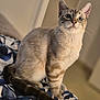 alert, animal, bedspread, blurred_background, cat, closeup, curious, cute, domestic_animal, ears, feline, fur, indoor, pet, portrait, sitting, striped, tail, whiskers, wide_eyes