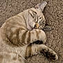 animal, blanket, cat, closeup, cozy, cute, domestic, feline, fur, indoor, mammal, paw, peaceful, pet, relaxed, resting, sleeping, soft, striped, whiskers