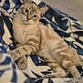 Aiko participe au concours pour gagner de l'argent avec cette photo : animal, bed, blanket, cat, close_up, comfort, curious, cute, domestic, feline, indoor, lying_down, pet, portrait, relaxed, resting, soft_fur, striped, tabby, whiskers