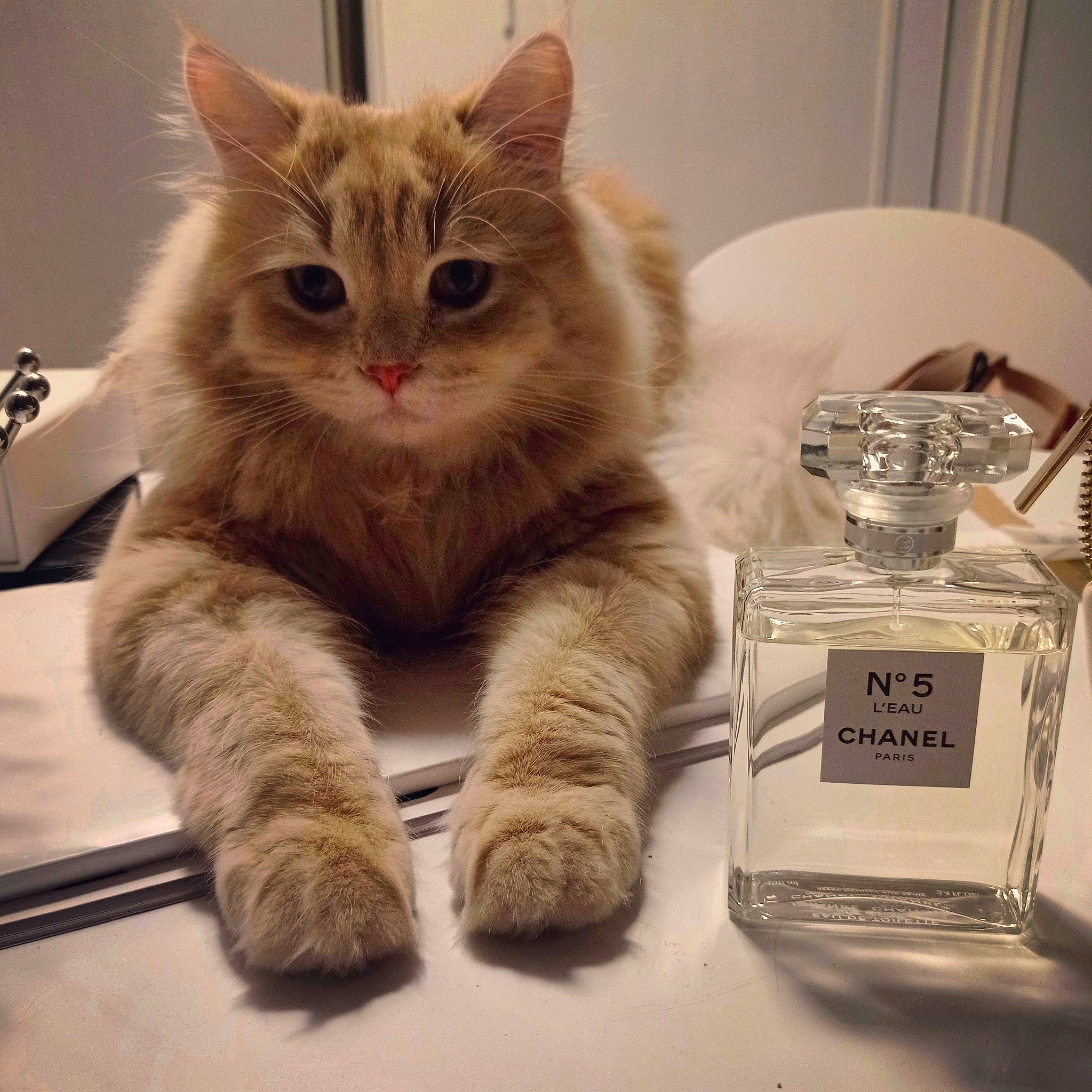 Polux participe au concours pour gagner de l'argent avec cette photo : box, british_longhair, carnivore, cat, claw, domestic_short_haired_cat, drinking_water, fawn, felidae, fluid, fur, liquid, paw, photo_caption, serveware, small_to_medium_sized_cats, snout, tail, terrestrial_animal, whiskers