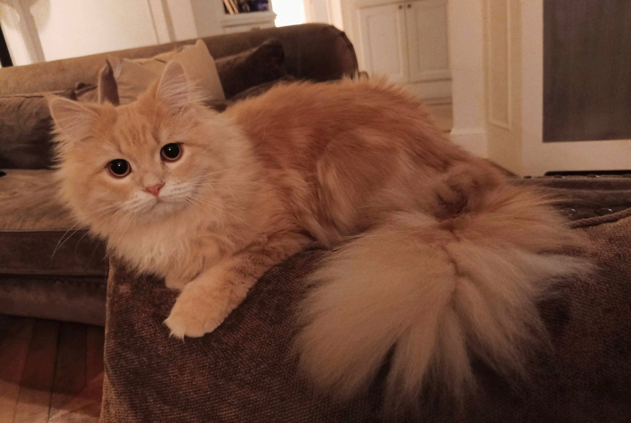 Polux participe au concours pour gagner de l'argent avec cette photo : art, box, british_longhair, carnivore, cat, claw, comfort, couch, door, fawn, felidae, flooring, fur, hardwood, paw, small_to_medium_sized_cats, snout, tail, whiskers, wood