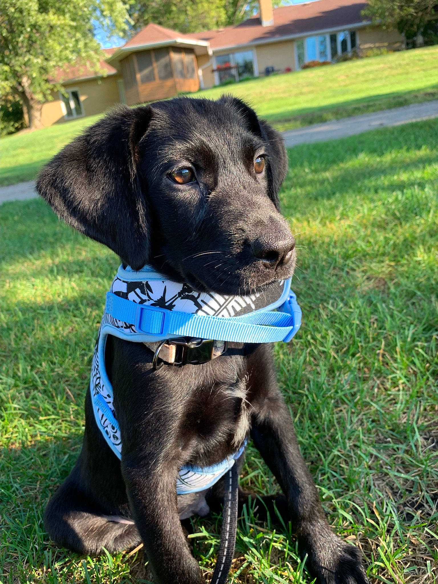 Myles is registered to the contest to win money with this photo: borador, canidae, carnivore, collar, companion_dog, dog, dog_breed, dog_collar, dog_supply, electric_blue, fawn, grass, personal_protective_equipment, pet_supply, plant, snout, sporting_group, tree, window, working_animal
