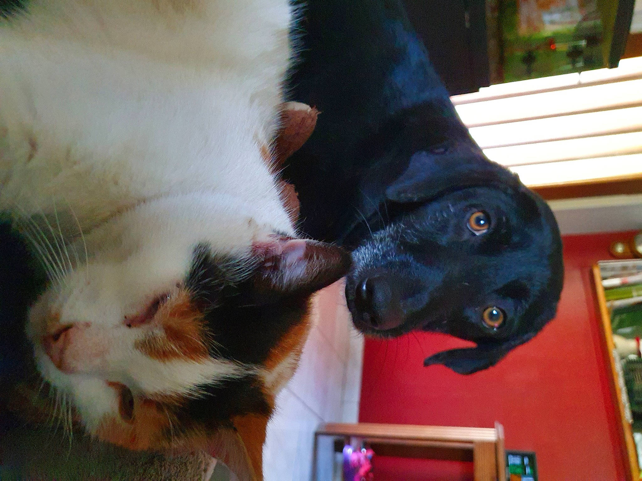 Noë a rejoint le concours — aidez-le/la à gagner de superbes lots ! carnivore, cat, dog_breed, ear, fawn, felidae, foot, fur, gesture, human_leg, jaw, mammal, nose, picture_frame, small_to_medium_sized_cats, snout, tail, vertebrate, whiskers, working_animal