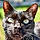 Batou