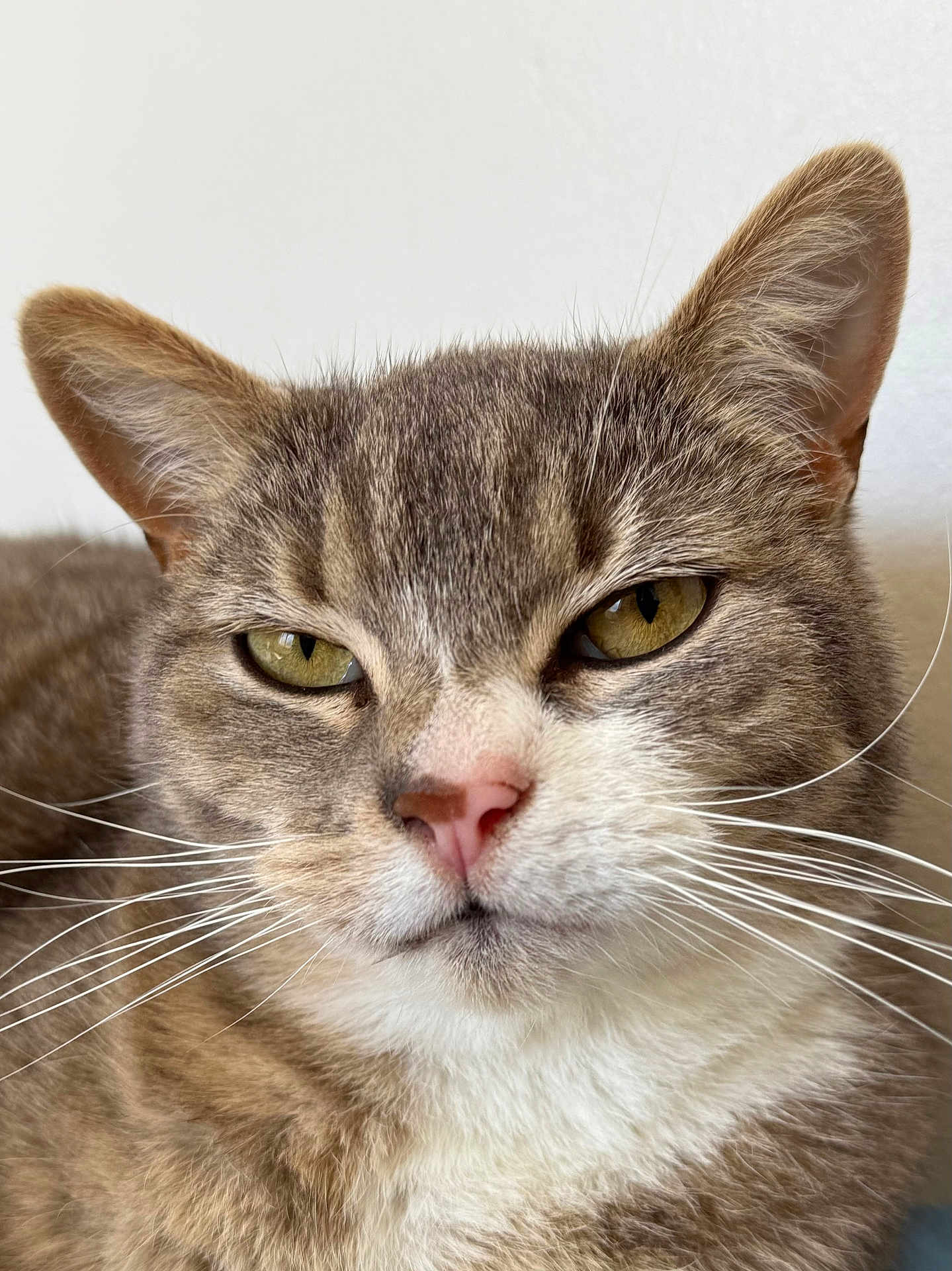 Princesse participe au concours pour gagner de l'argent avec cette photo : cat, close_up, portrait, feline, whiskers, ears, fur, yellow_eyes, pet, animal, indoor, face, nose, expression, domestic_cat, muzzle, cute, looking, head, tabby