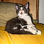 Chat participe au concours pour gagner de l'argent avec cette photo : kitten, cat, gray, white, fur, pet, animal, indoor, blanket, yellow, curious, ears, paw, cute, young, feline, relaxed, cozy, bedroom, soft