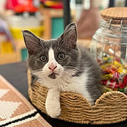 Chat a rejoint le concours — aidez-le/la à gagner de superbes lots ! kitten, cat, gray_and_white, basket, table, glass_jar, candy, indoor, curious, cute, pet, feline, whiskers, closeup, cozy, domestic, resting, soft_focus, decor, colorful