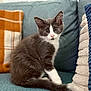 Chat a rejoint le concours — aidez-le/la à gagner de superbes lots ! kitten, cat, gray_cat, white_cat, pet, animal, indoor, couch, pillow, blanket, cozy, cute, furry, whiskers, tail, sitting, looking, alert, home, furniture
