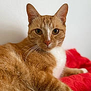 Brioche participe au concours pour gagner de l'argent avec cette photo : cat, orange_tabby, pet, animal, feline, whiskers, ears, fur, closeup, portrait, relaxed, indoor, red_blanket, white_background, looking, cute, domestic_cat, mammal, laying, calm