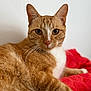 cat, orange_tabby, pet, animal, feline, whiskers, ears, fur, closeup, portrait, relaxed, indoor, red_blanket, white_background, looking, cute, domestic_cat, mammal, laying, calm